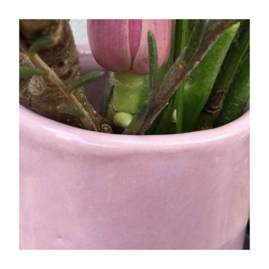 9561 - Rose 9561 - Rose