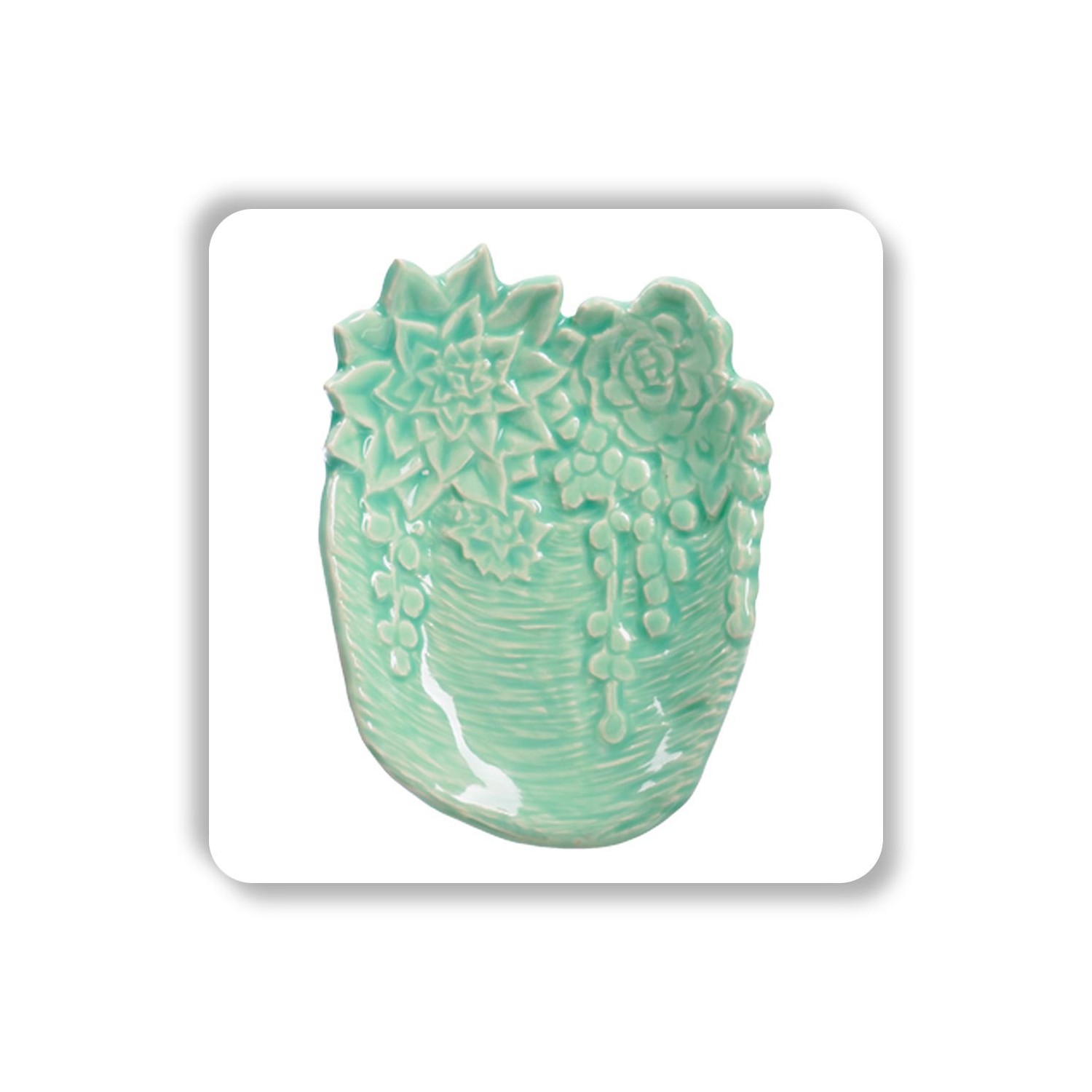 C-24 - Succulent C-24 - Succulent